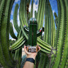 La Cofradia Tequila Reposado Edition "CACTUS" 38% Vol. 0,7l
