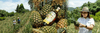 Cihuatán ARTESANO PINEAPPLE Rum 40% Vol. 0,7l